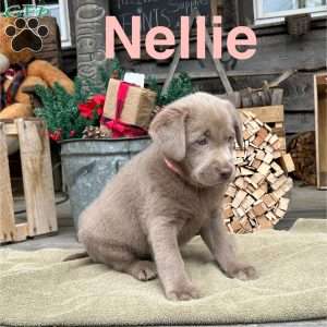 Nellie, Silver Labrador Retriever Puppy